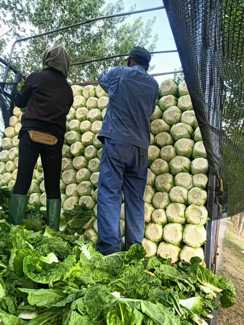 白菜黄心白菜大量有货整车发货价格可谈