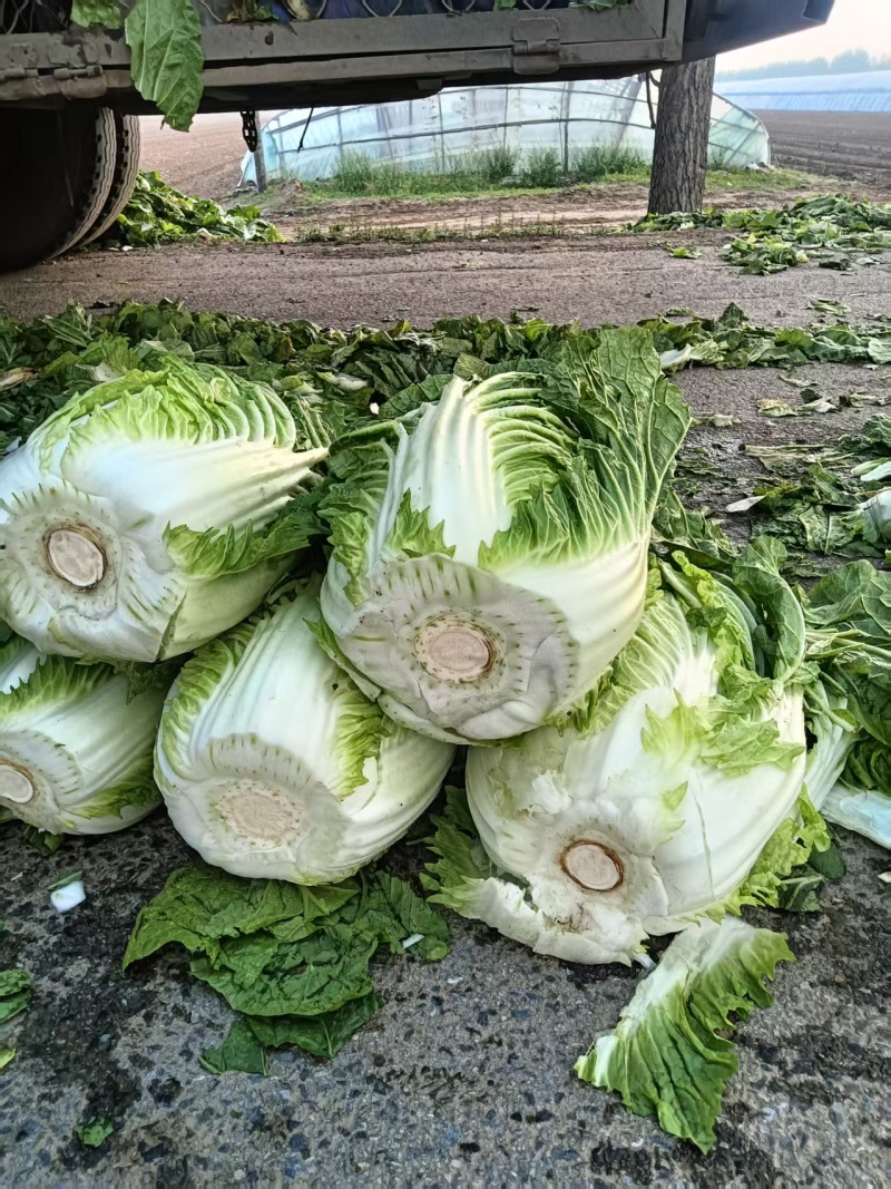 白菜黄心白菜大量有货整车发货价格可谈