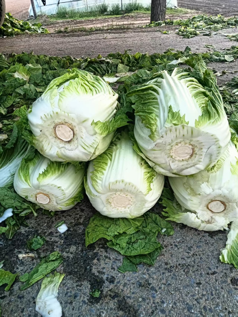白菜黄心白菜大量有货整车发货价格可谈