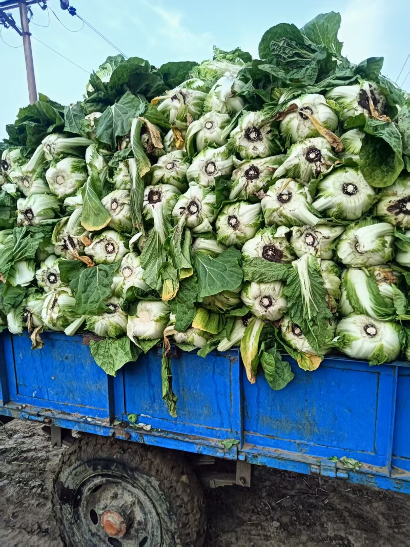 白菜黄心白菜大量有货整车发货价格可谈