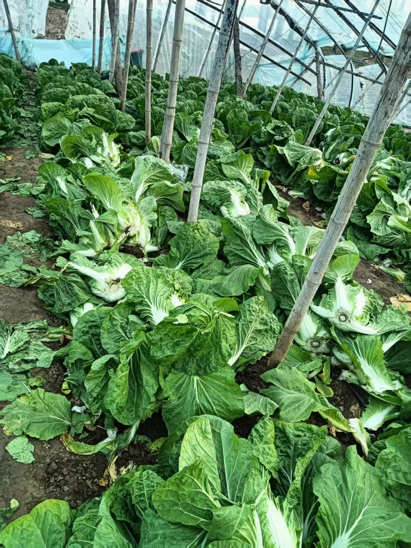 白菜黄心白菜大量有货整车发货价格可谈