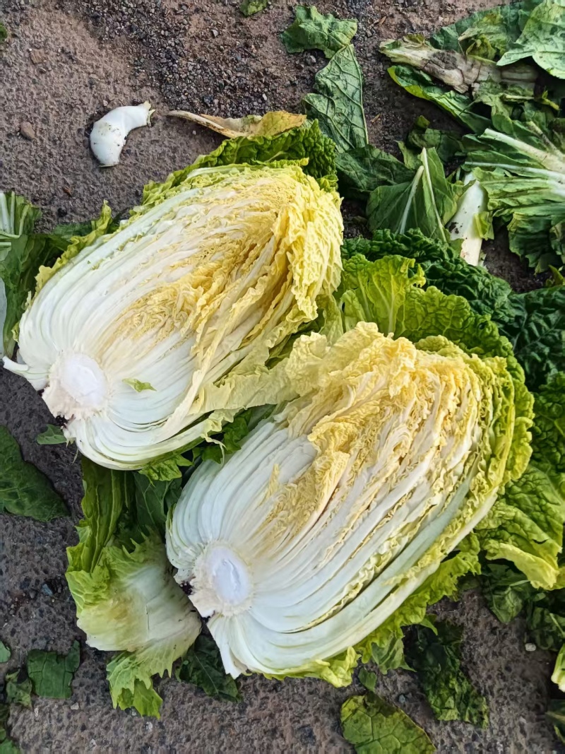 白菜黄心白菜大量有货整车发货价格可谈