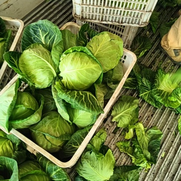 甘蓝包菜一手货源产地直供整车发货