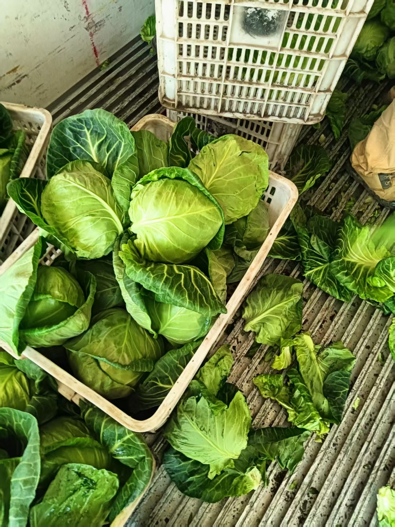 甘蓝包菜一手货源产地直供整车发货