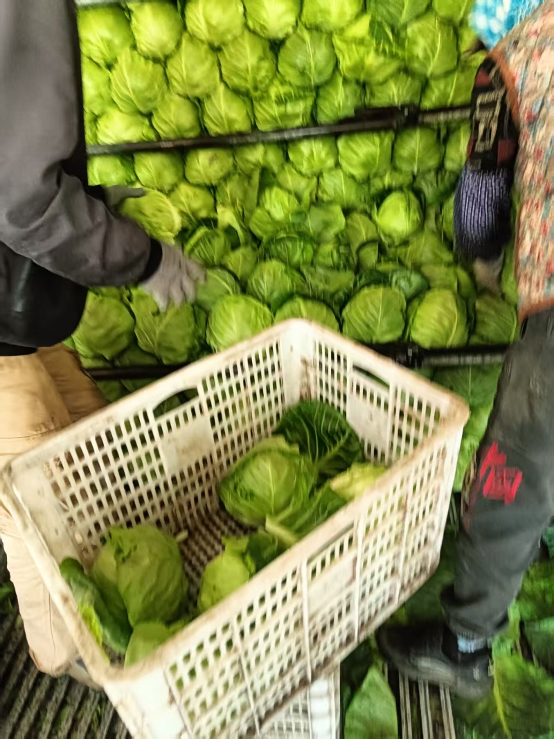 甘蓝包菜一手货源产地直供整车发货