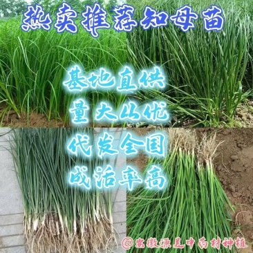 知母苗优质知母苗基地供应货量充足优质知母苗子大量供应