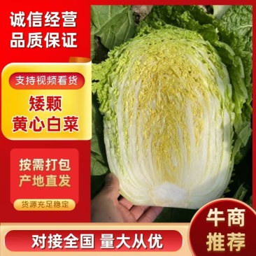 山东金鹏品种矮颗黄心白菜对接电商市场商超一手货源