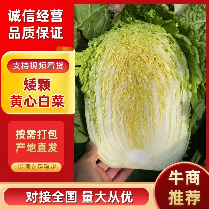 山东金鹏品种矮颗黄心白菜对接电商市场商超一手货源