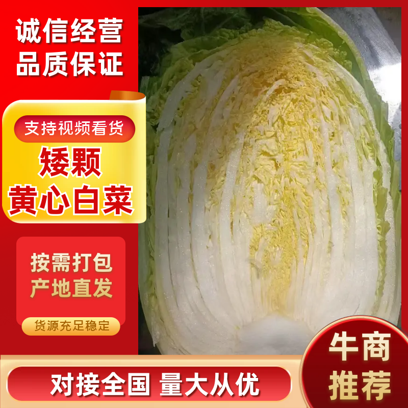 山东金鹏品种矮颗黄心白菜对接电商市场商超一手货源