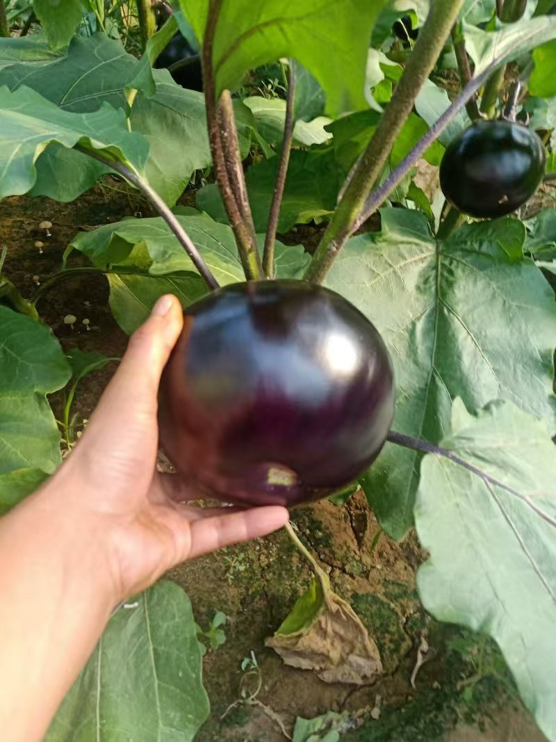 山东茄子精品紫光圆茄大量上市欢迎电联