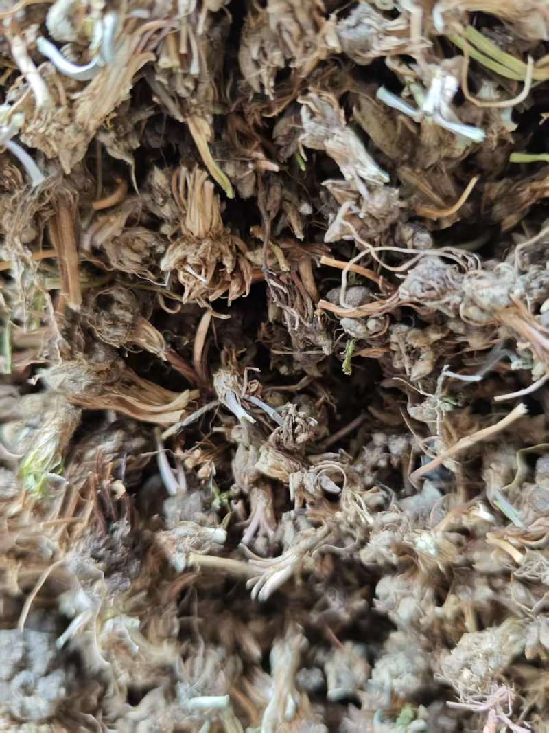 野生猫爪草货源干净量大价优欢迎来电洽谈价更优