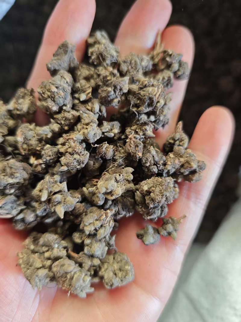 野生猫爪草货源干净量大价优欢迎来电洽谈价更优