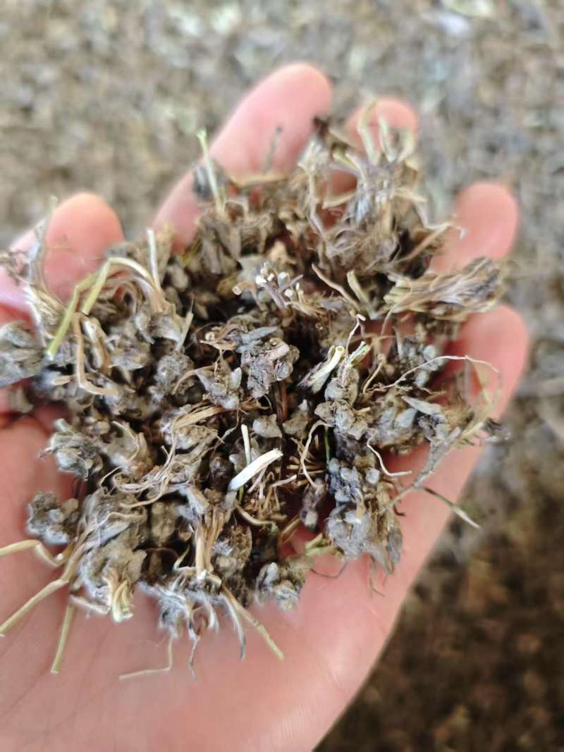 野生猫爪草货源干净量大价优欢迎来电洽谈价更优