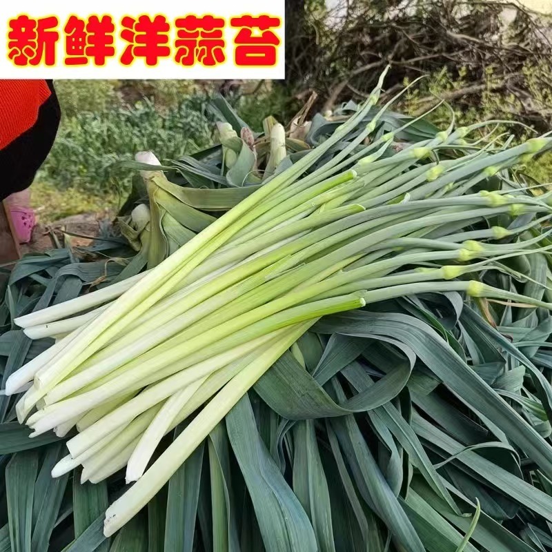 精选洋蒜苔甜苔粗蒜薹江苏蒜苔价格实惠欢迎联系