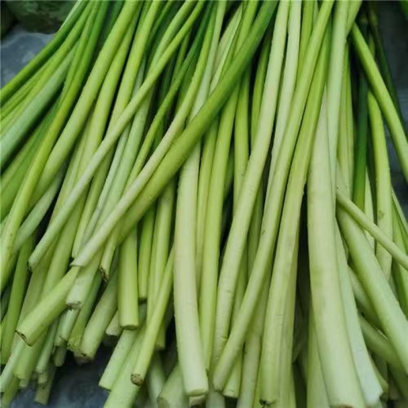 精选洋蒜苔甜苔粗蒜薹江苏蒜苔价格实惠欢迎联系
