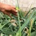 精选洋蒜苔甜苔粗蒜薹江苏蒜苔价格实惠欢迎联系