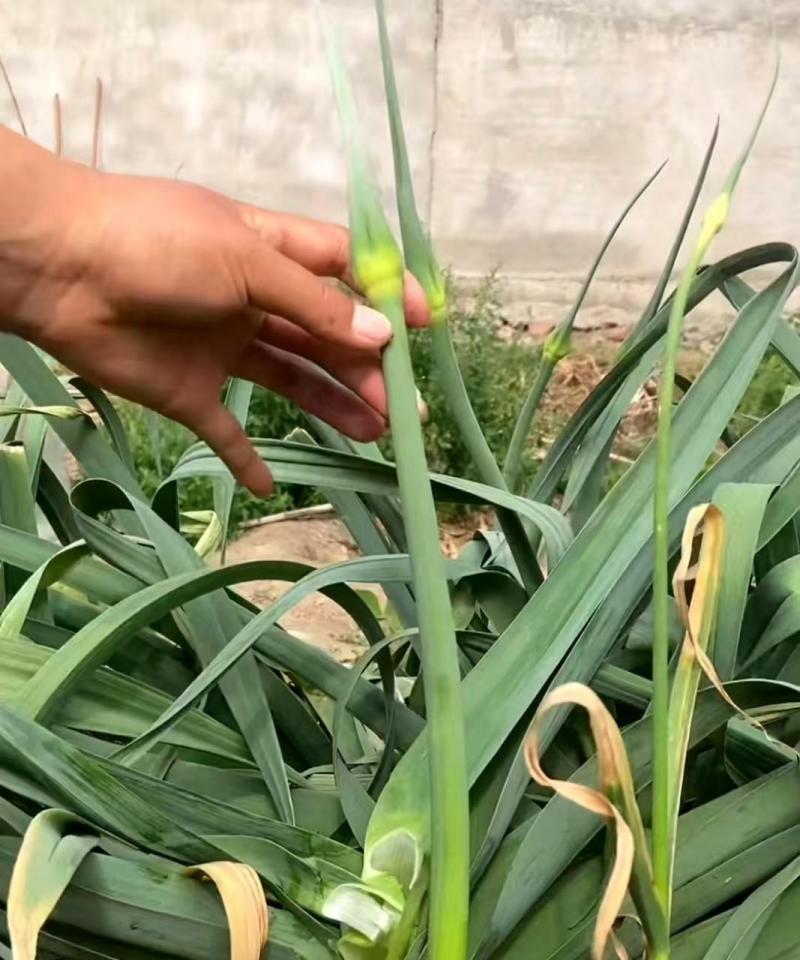 精选洋蒜苔甜苔粗蒜薹江苏蒜苔价格实惠欢迎联系