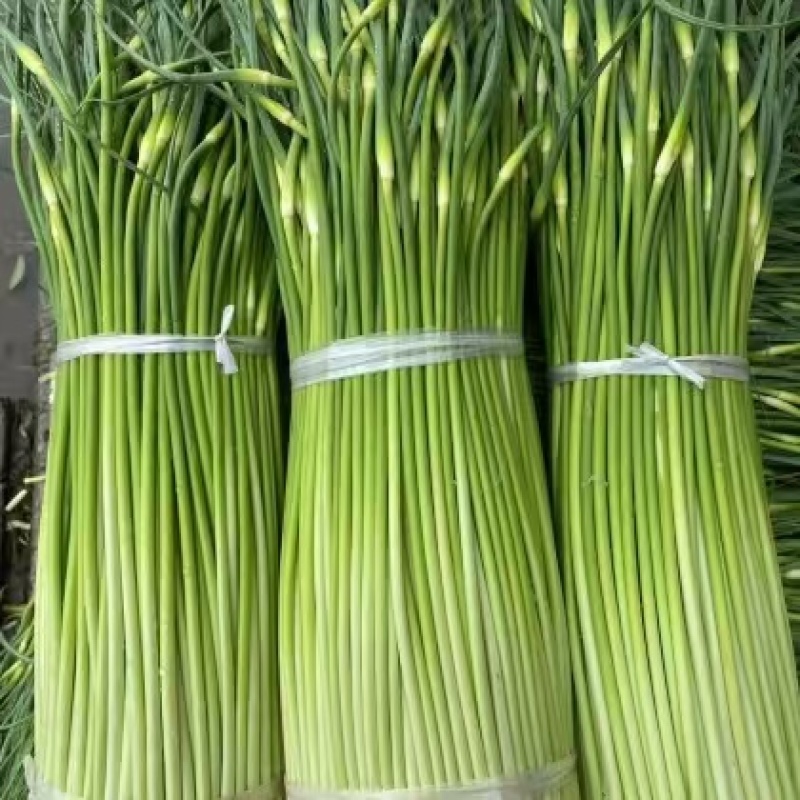 精选洋蒜苔甜苔粗蒜薹江苏蒜苔价格实惠欢迎联系