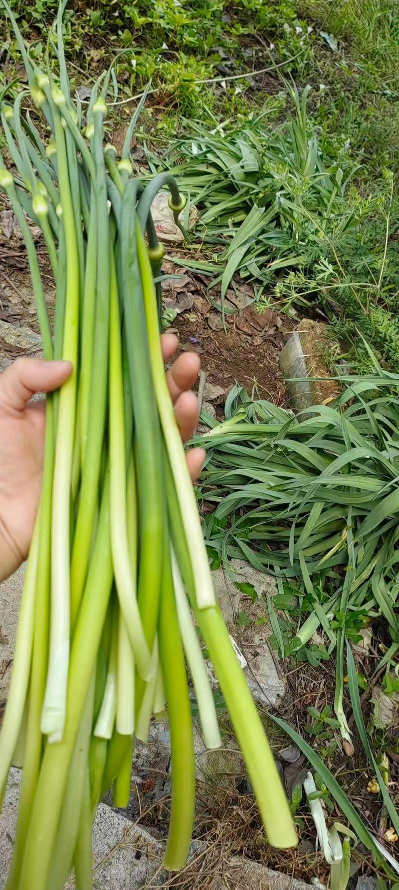 精选洋蒜苔甜苔粗蒜薹江苏蒜苔价格实惠欢迎联系