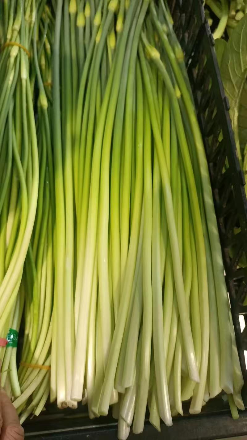 精选洋蒜苔甜苔粗蒜薹江苏蒜苔价格实惠欢迎联系