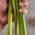 精选洋蒜苔甜苔粗蒜薹江苏蒜苔价格实惠欢迎联系