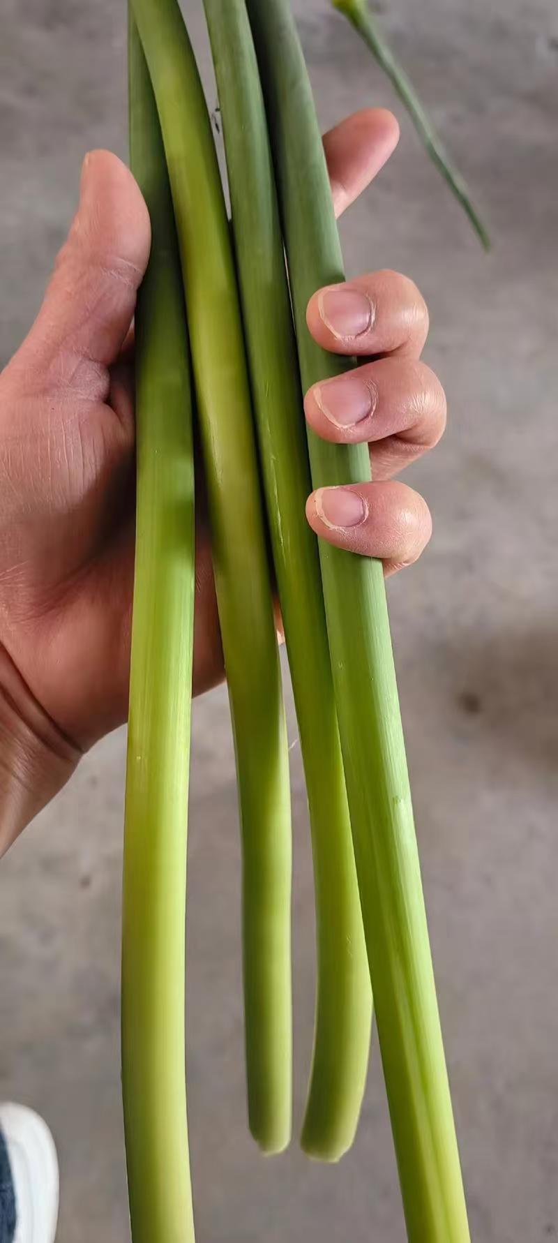 精选洋蒜苔甜苔粗蒜薹江苏蒜苔价格实惠欢迎联系