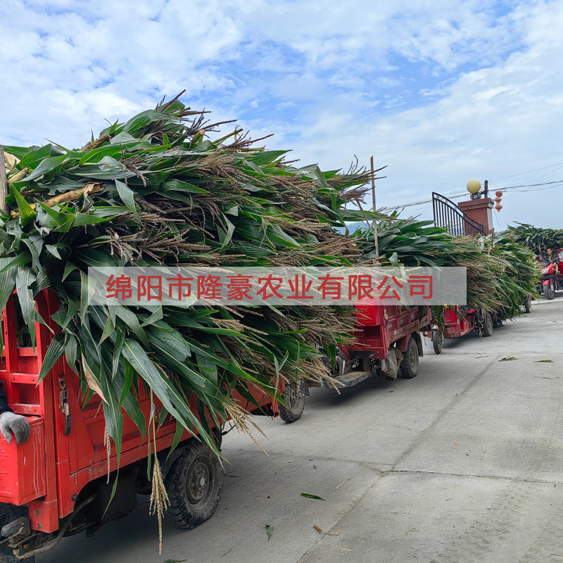 【全株圆包】青贮全株玉米秸秆带苞发酵青饲料/反刍动物草料