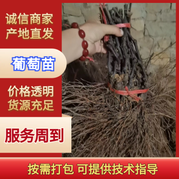 精品葡萄苗，规格齐全，品质保证，量大从优，欢迎选购