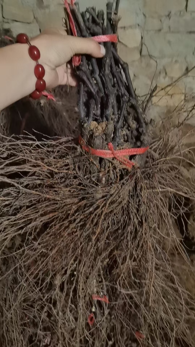 精品葡萄苗，规格齐全，品质保证，量大从优，欢迎选购