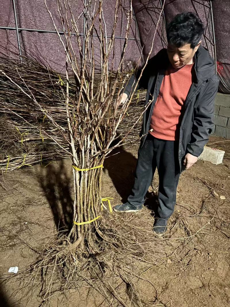 山楂苗苗圃直发，诚信经营，量大从优，可视频看货