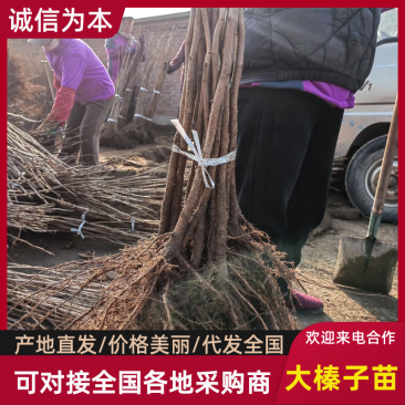 【大榛子苗】基地直发，一手货源，保质保量，欢迎来电