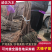 【大榛子苗】基地直发，一手货源，保质保量，欢迎来电