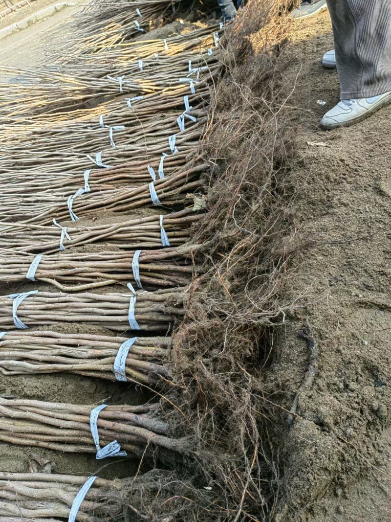【大榛子苗】基地直发，一手货源，保质保量，欢迎来电