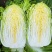 胶研秋宝大白菜种子内叶嫩黄叶球净重3.5-4kg左右
