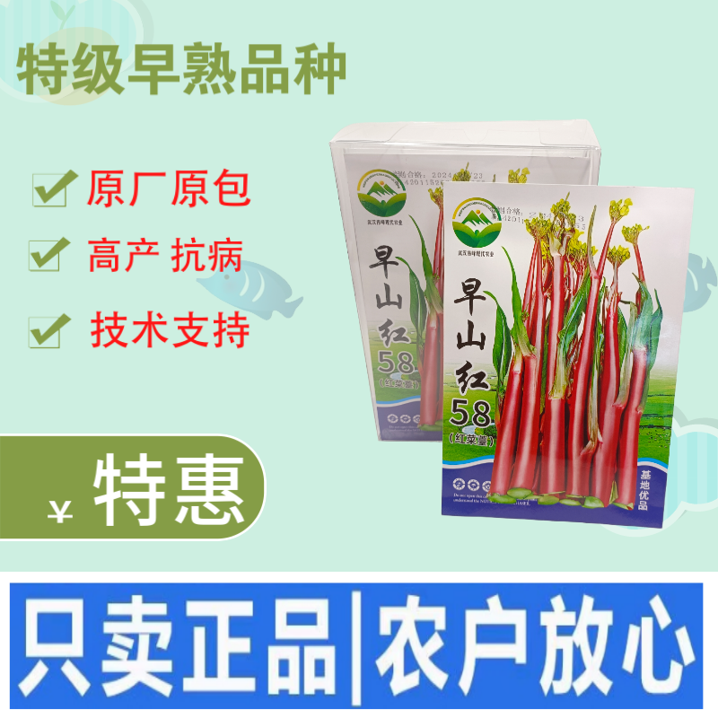 早熟早山红湖北红菜苔种子洪山菜苔种籽秋季菜种籽菜种子紫菜