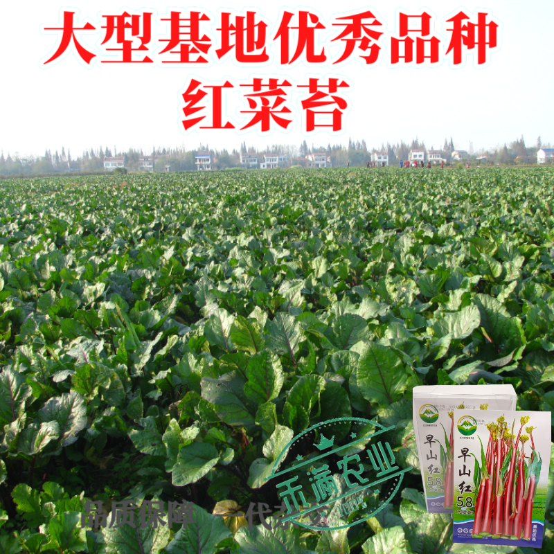 早熟早山红湖北红菜苔种子洪山菜苔种籽秋季菜种籽菜种子紫菜