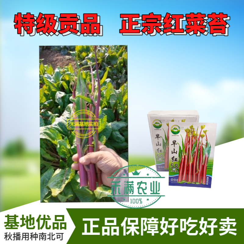 早熟早山红湖北红菜苔种子洪山菜苔种籽秋季菜种籽菜种子紫菜