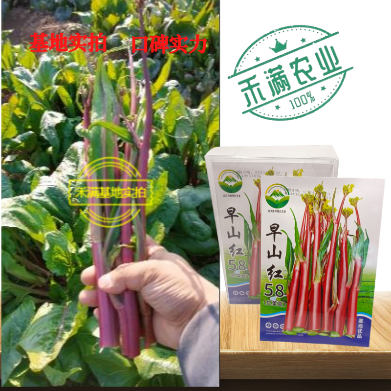 早熟早山红湖北红菜苔种子洪山菜苔种籽秋季菜种籽菜种子紫菜
