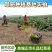 早熟早山红湖北红菜苔种子洪山菜苔种籽秋季菜种籽菜种子紫菜