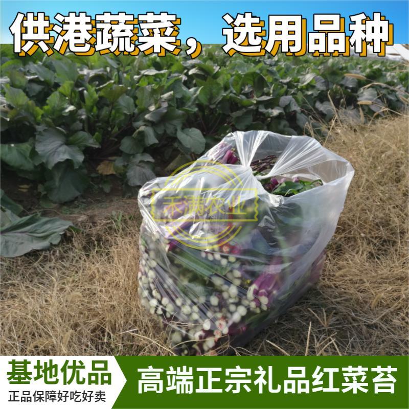 早熟早山红湖北红菜苔种子洪山菜苔种籽秋季菜种籽菜种子紫菜