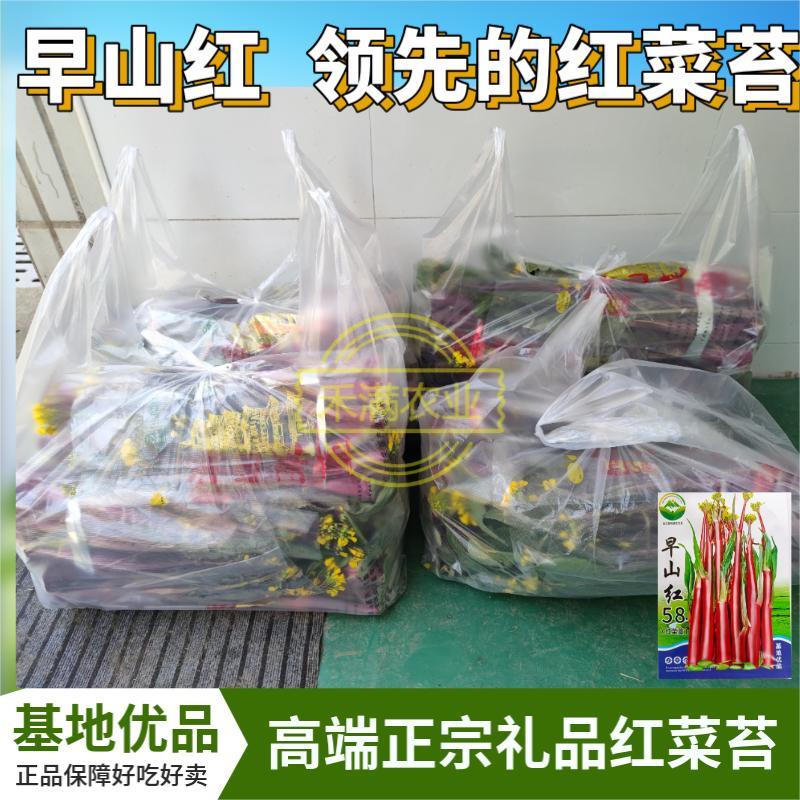 早熟早山红湖北红菜苔种子洪山菜苔种籽秋季菜种籽菜种子紫菜