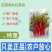 正宗武汉红菜苔种子批2克洪山早熟高产耐寒1秋季菜心四季优
