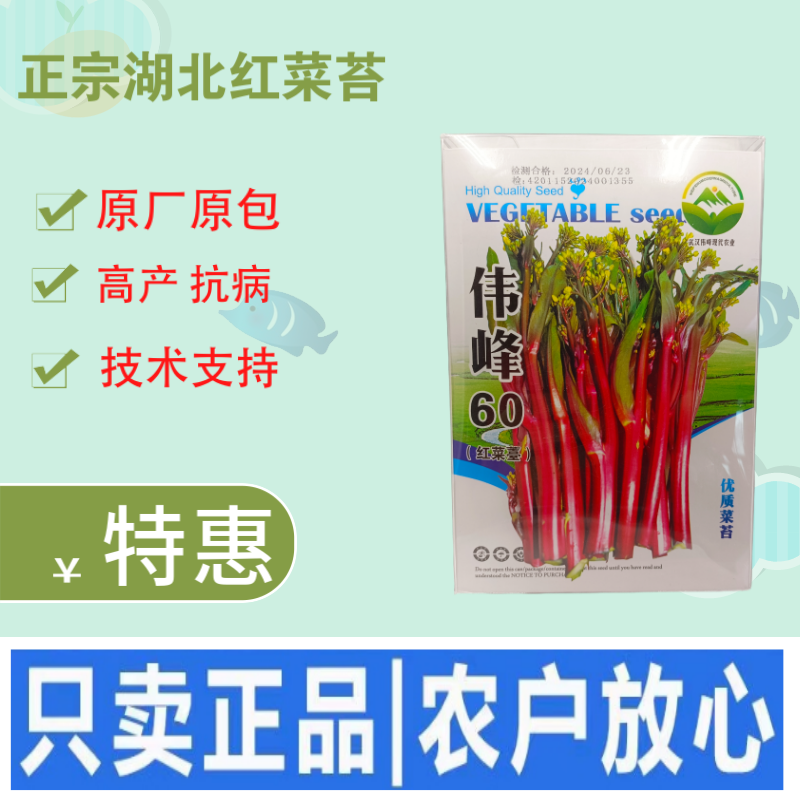正宗武汉红菜苔种子批2克洪山早熟高产耐寒1秋季菜心四季优