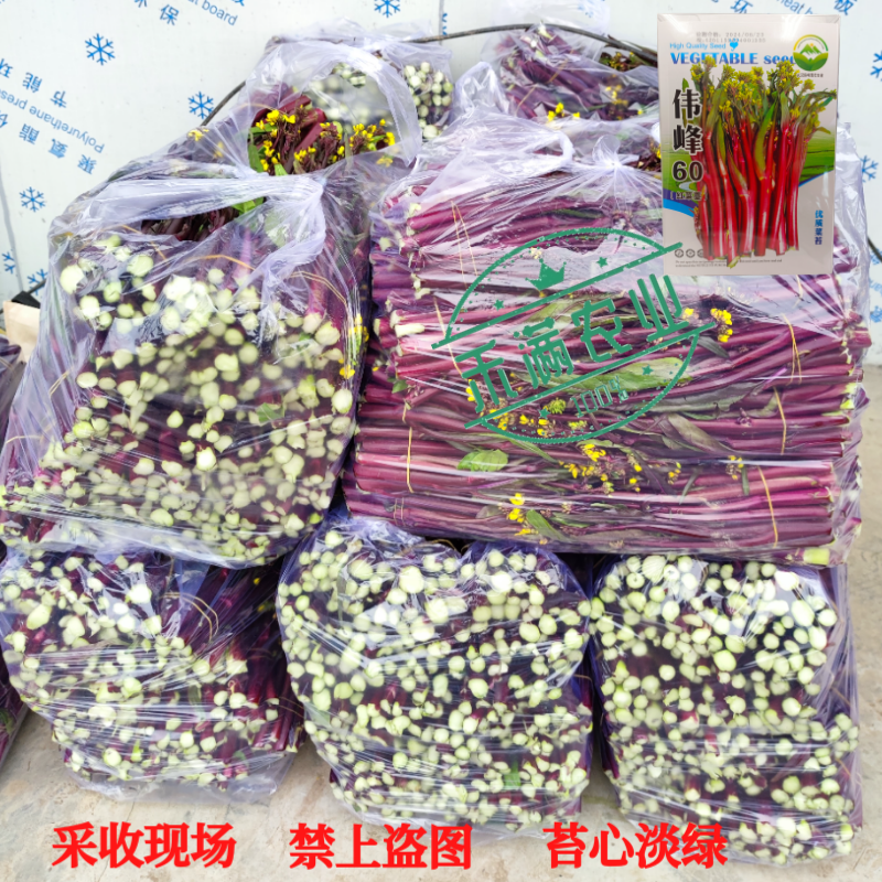 正宗武汉红菜苔种子批2克洪山早熟高产耐寒1秋季菜心四季优