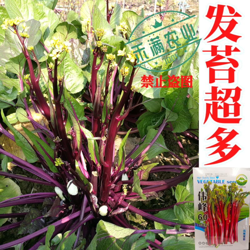 正宗武汉红菜苔种子批2克洪山早熟高产耐寒1秋季菜心四季优