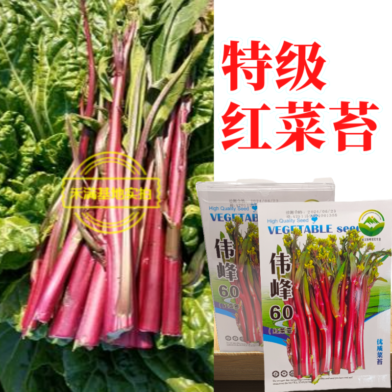 正宗武汉红菜苔种子批2克洪山早熟高产耐寒1秋季菜心四季优