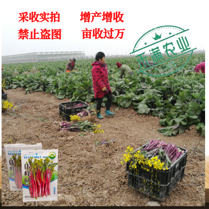 正宗武汉红菜苔种子批2克洪山早熟高产耐寒1秋季菜心四季优