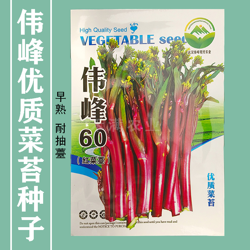 正宗武汉红菜苔种子批2克洪山早熟高产耐寒1秋季菜心四季优