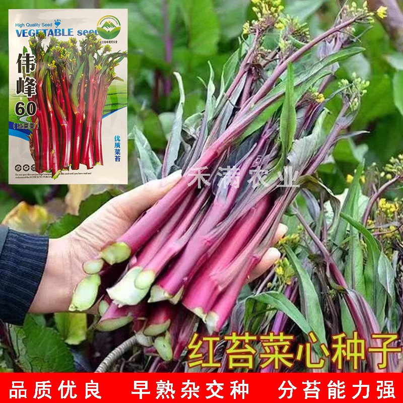 正宗武汉红菜苔种子批2克洪山早熟高产耐寒1秋季菜心四季优