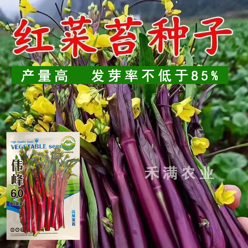 正宗武汉红菜苔种子批2克洪山早熟高产耐寒1秋季菜心四季优